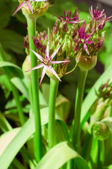 Wunder schöner gepflegter Garten