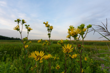 Yellow compass plant in full bloom as the sun rises  at the Dixon waterfowl refuge