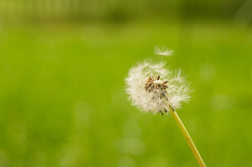 Wunder schöner gepflegter Garten
