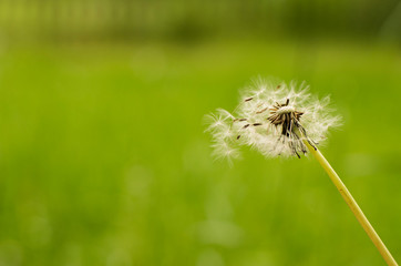 Wunder schöner gepflegter Garten