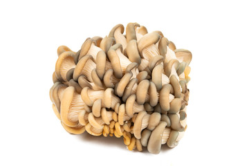 oyster mushrooms isolated