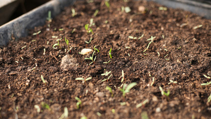 Gardening tools and seedlings in a greenhouse