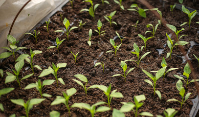 Gardening tools and seedlings in a greenhouse