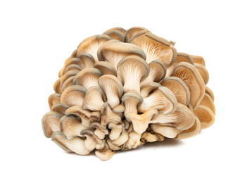 oyster mushrooms isolated