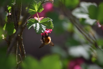 flowering Currant