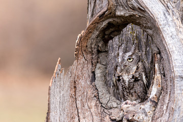 An eastern gray screech owl camouflaged in a tree trunk