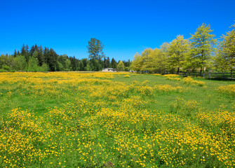 Countryside landscape with spring bright yellow flowers. 