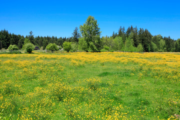 Countryside landscape with spring bright yellow flowers. 