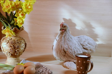 
On the table sits a lively cute gray chicken, there is a vase with yellow fragrant flowers of daffodils, a cup with milk, eggs.