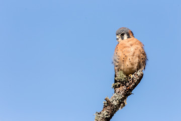 A kestrel perched on a mossy tree branch