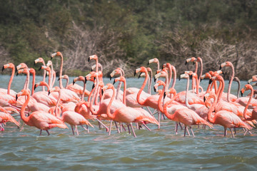 Naklejka premium group of flamingos