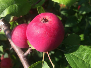 red, apple, delicious, farm, freshness, fall, orchard, diet, color, medicinal, botanic, horizontal, large, cream, vibrant, macro, floral, vegetable, medicine, flora, object, ornamental, outdoors, swee