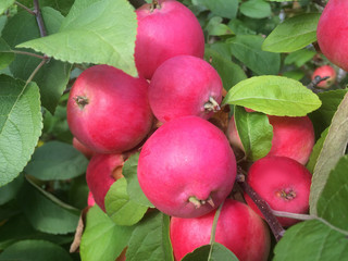 red, apple, delicious, farm, freshness, fall, orchard, diet, color, medicinal, botanic, horizontal, large, cream, vibrant, macro, floral, vegetable, medicine, flora, object, ornamental, outdoors, swee