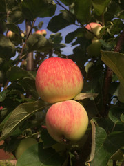 red, apple, delicious, farm, freshness, fall, orchard, diet, color, medicinal, botanic, horizontal, large, cream, vibrant, macro, floral, vegetable, medicine, flora, object, ornamental, outdoors, swee