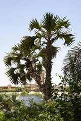 
Plants in the botanical garden of Aswan