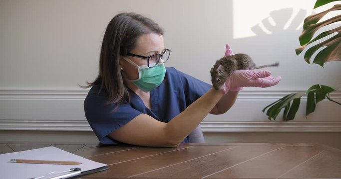 Rodent Chilean degu squirrel examined by doctor veterinarian, diagnosis and treatment of pets. Slider tracking shot