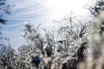 Palmwedel und Gras im Winter