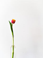 red-yellow tulip in a bottle - vase isolated on white