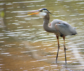A heron in the water