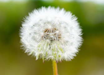 A dandelion/ wish flower with a green background