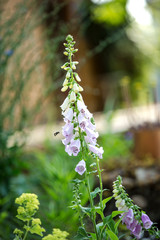 Wunder schöner gepflegter Garten