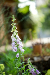 Buddhistischer Garten im Sommer