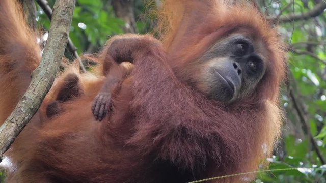 Closeup slow motion shot of wild mother orangutan moving her sleeping baby in Bukit Lawang, Sumatra, Indonesia