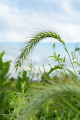 Obraz premium Summer grass and vegetation in the prairie. Dixon waterfowl refuge, Illinois, USA.