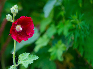 Red mallow flower on a blurred background. Card, background, slide.