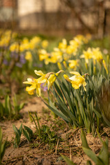Yellow narcissus flowers in a garden