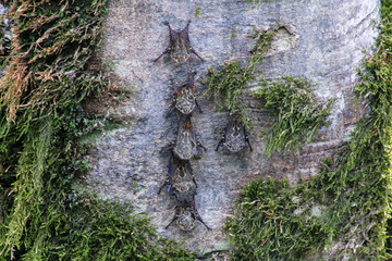 Colony of Proboscis bats (Rhynchonycteris naso)
