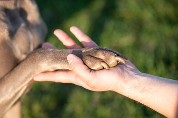 A weimaraner dog claw rests on its master's hand.