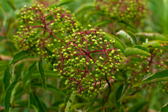 Wildflowers And Vegetation At The Dixon Waterfowl Refuge, Illinois.