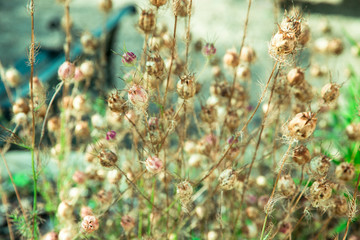 Buddhistischer Garten im Sommer
