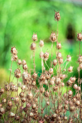 Buddhistischer Garten im Sommer