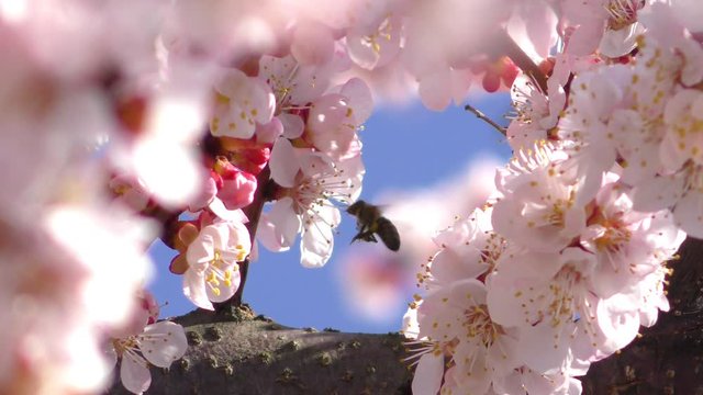 Blooming apricot tree and flying bee