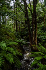 Fototapeta premium Scottish wild forest