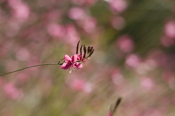 Pink spring flowers as background from nature