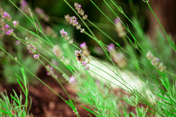 Buddhistischer Garten im Sommer