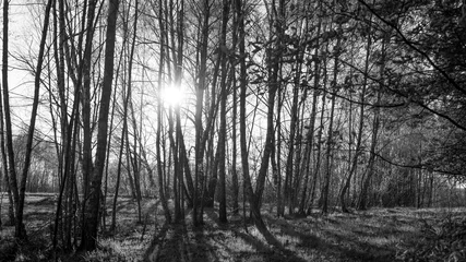 Foto auf Leinwand las brzozowy © Franciszek
