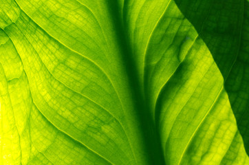 Buddhistischer Garten im Sommer