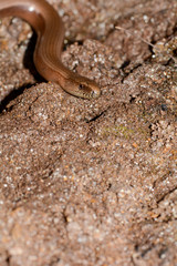 A blindworm  on earth with copy space