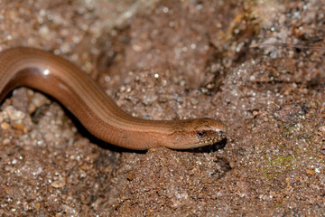 Close up of a  blindworm  on earth
