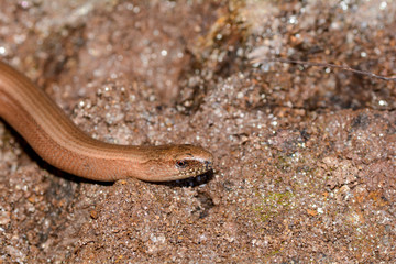 Head one a blindworm  on earth