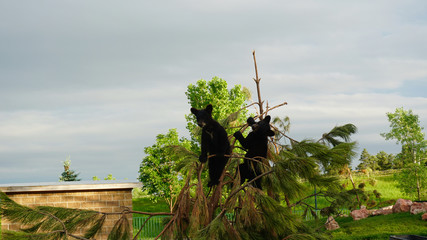 Bear cubs © Anastasiia