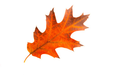 Naklejka premium autumn leaves isolated