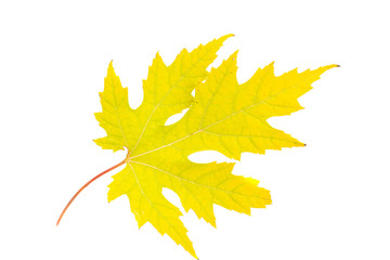 autumn leaves isolated