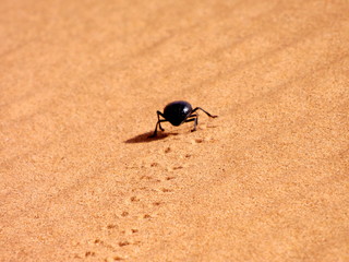 Escarabajo y sus huellas en una duna del desierto de Merzouga. 