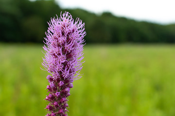 Purple Blazing Star flowers in the prairie on a summer morning