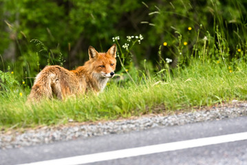 Naklejka na ściany i meble Red fox (vulpes vulpes) standing side of the road.